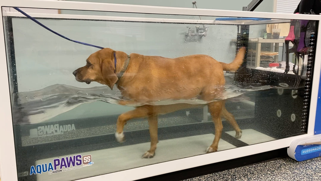 A Look into Physical Therapy and Rehab for Dogs