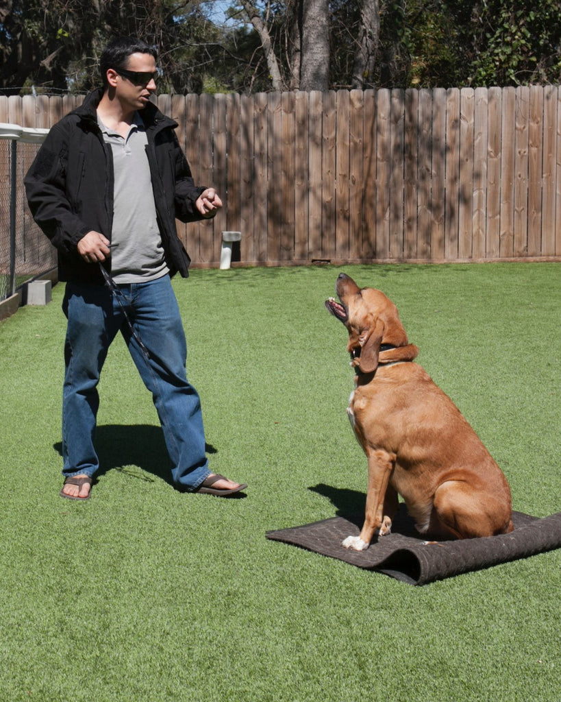 Dog Trainer Ben Hutchinson Talks Separation Anxiety During Doggy Daycare Drop-Off