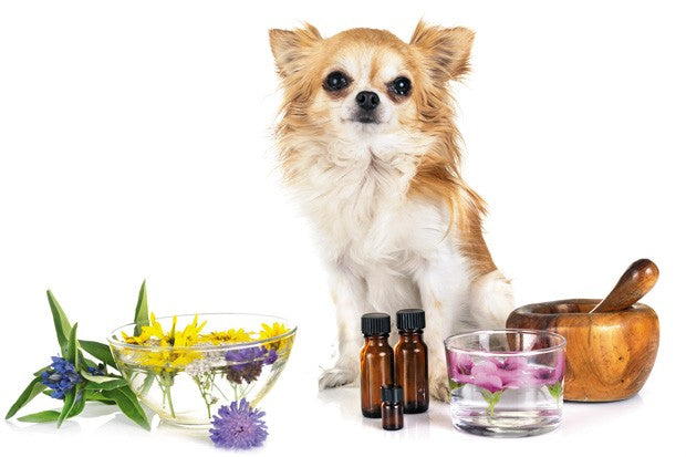 Essential Oils & Pets: Safe vs. Toxic