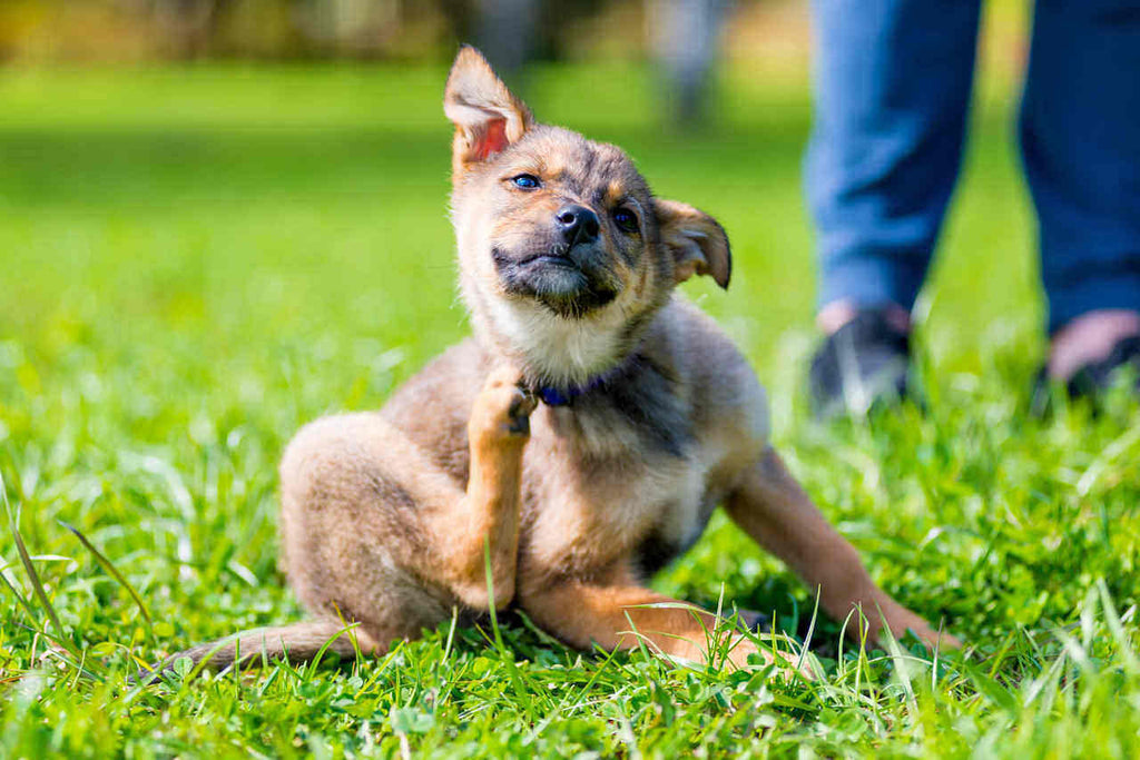 Itching & Licking? How Allergies Affect Dogs' Skin