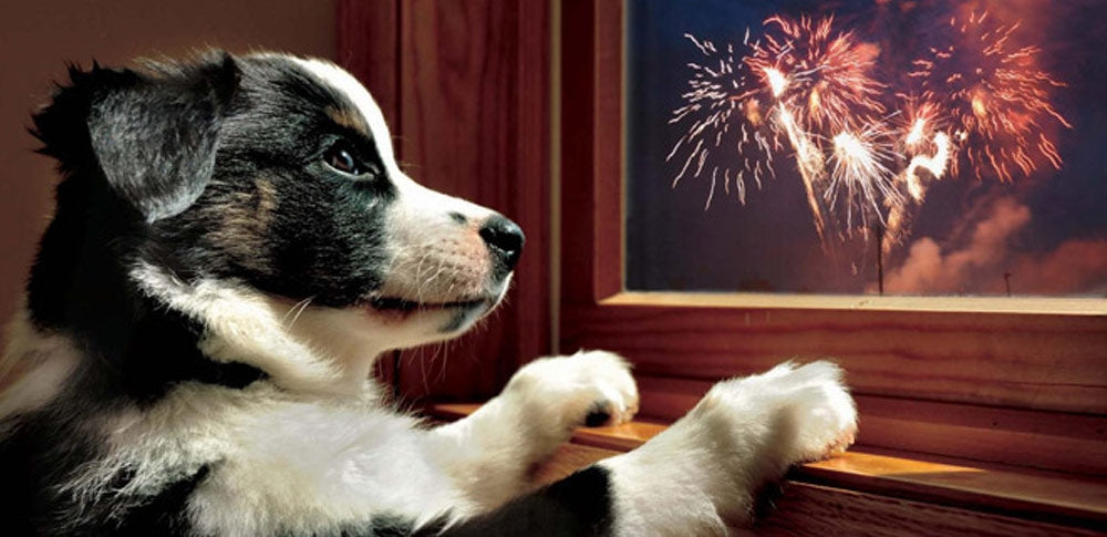 Keeping Your Pets Calm During Fireworks