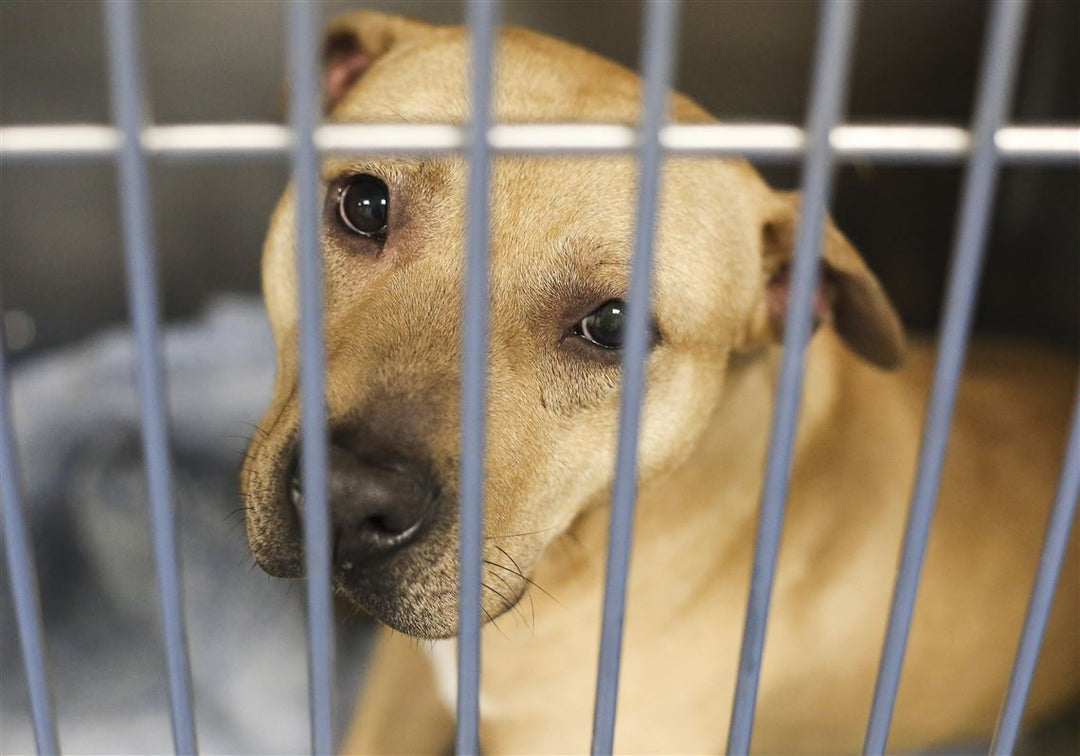 October: Adopt-a-Shelter Dog Month