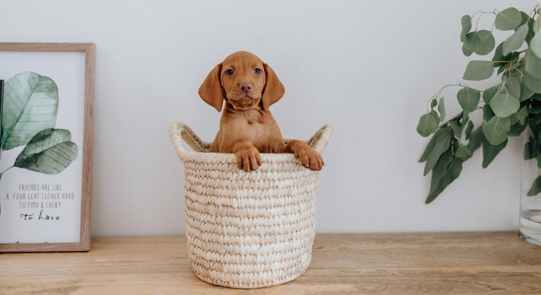 Pet-Proof Your House
