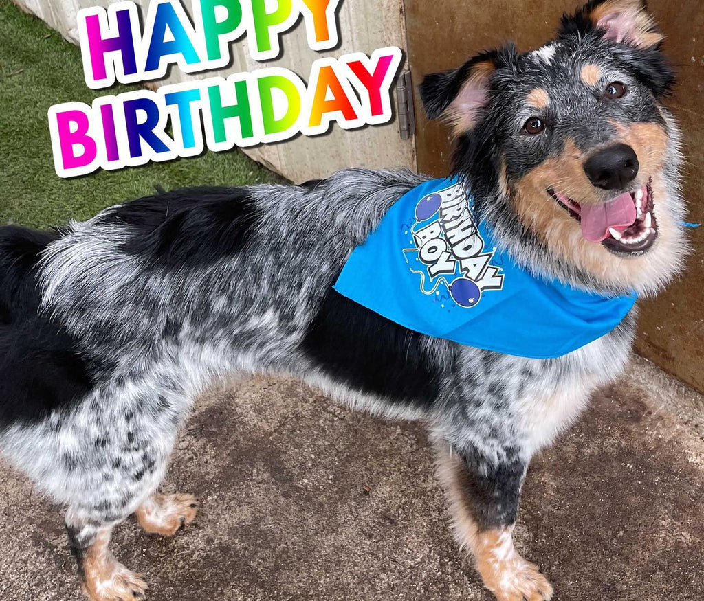 Product Profile: Birthday Pawty