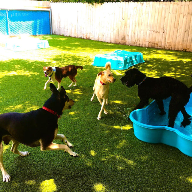 Rex’s Doggy Daycare