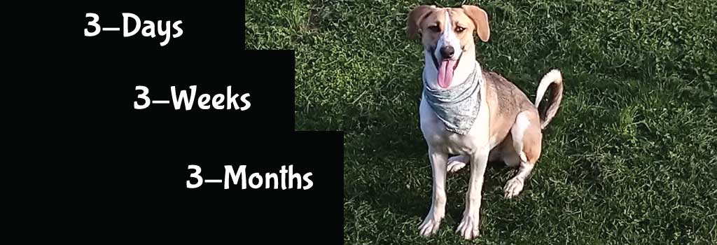 The Rule of 3 When Adopting a New Dog