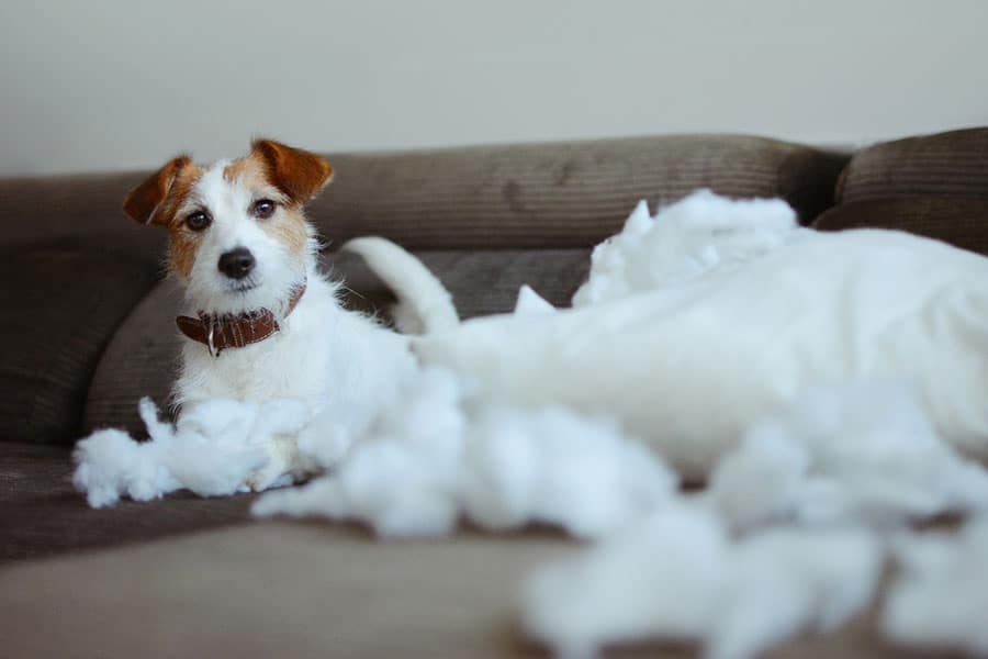What to Know about Separation Anxiety