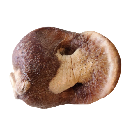 Bones & Co Dog Treat FD Pig Snout