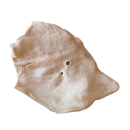 Bones & Co Dog Treat FD Pig Ear