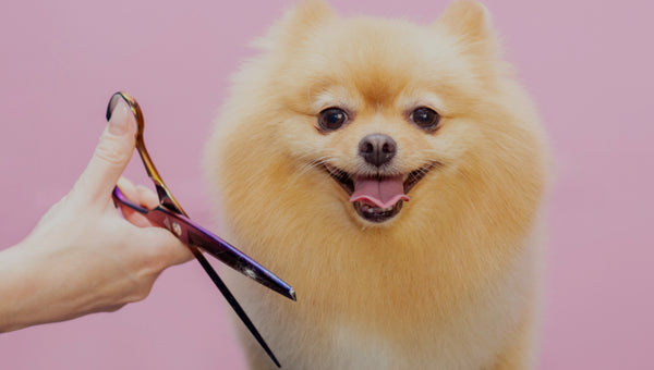 Grooming Jake