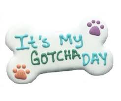 Pawsitively Gourmet Iced Cookie - Gotcha Day Bone, 6"